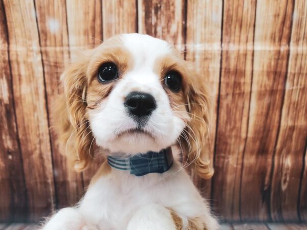 Cavalier King Charles Spaniel-DOG-Male-Blenheim / White-22601-Petland Scottsdale, Arizona