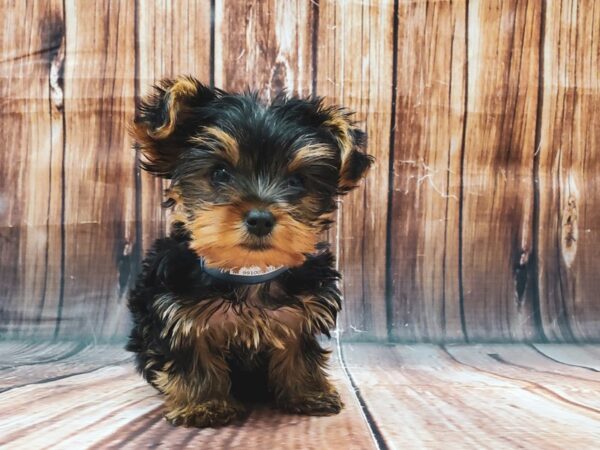Yorkshire Terrier-DOG-Male-Black / Tan-22597-Petland Scottsdale, Arizona