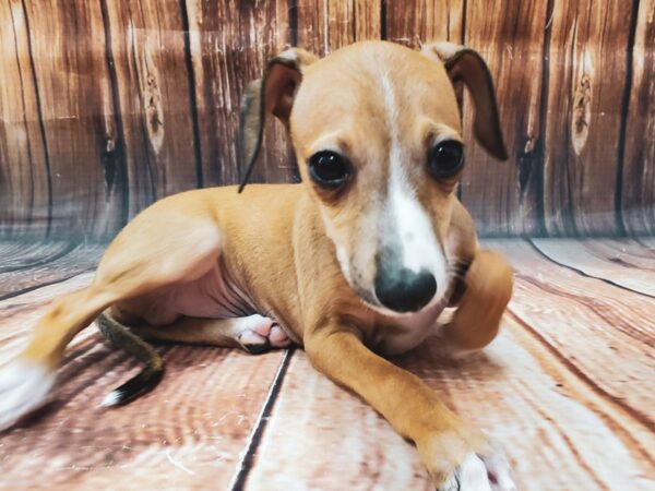 Italian Greyhound-DOG-Male-Fawn-22594-Petland Scottsdale, Arizona