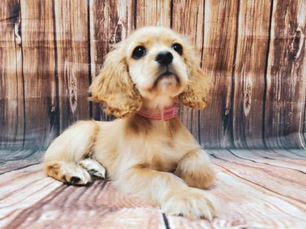 Cocker Spaniel-DOG-Female-Buff-22593-Petland Scottsdale, Arizona