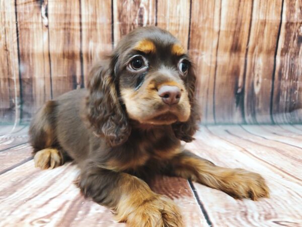 Cocker Spaniel-DOG-Female-Chocolate / Tan-22592-Petland Scottsdale, Arizona
