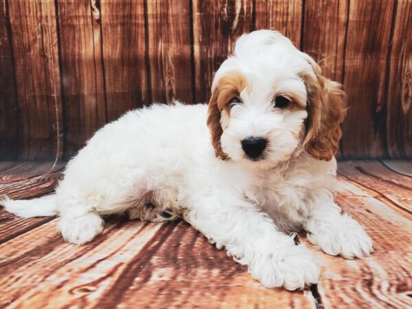 F1B Mini Goldendoodle-DOG-Male-White / Red-22600-Petland Scottsdale, Arizona