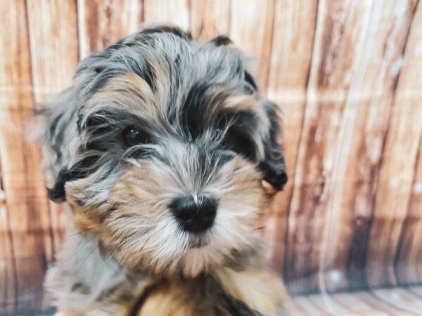 F1B Mini Bernedoodle-DOG-Female-Blue Merle-22599-Petland Scottsdale, Arizona