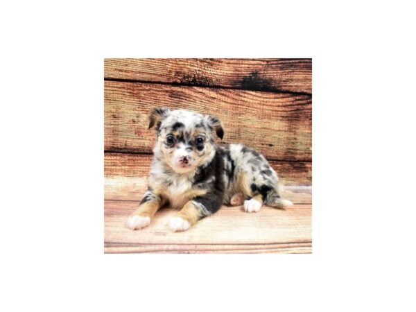 Chihuahua-DOG-Male-Blue and Tan-22617-Petland Scottsdale, Arizona