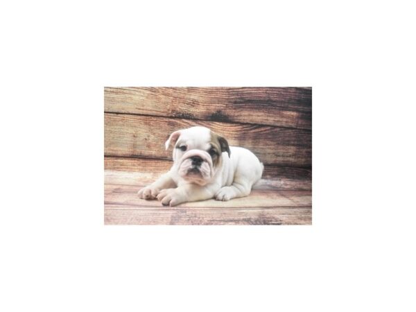 English Bulldog-DOG-Male-Red and White-22615-Petland Scottsdale, Arizona