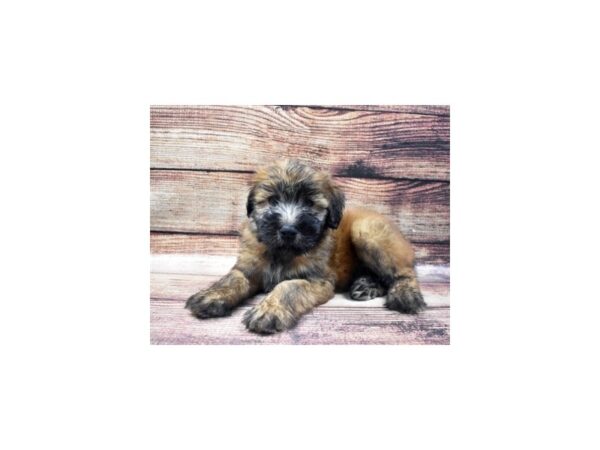 Soft Coated Wheaten Terrier-DOG-Male-Wheaten-22610-Petland Scottsdale, Arizona