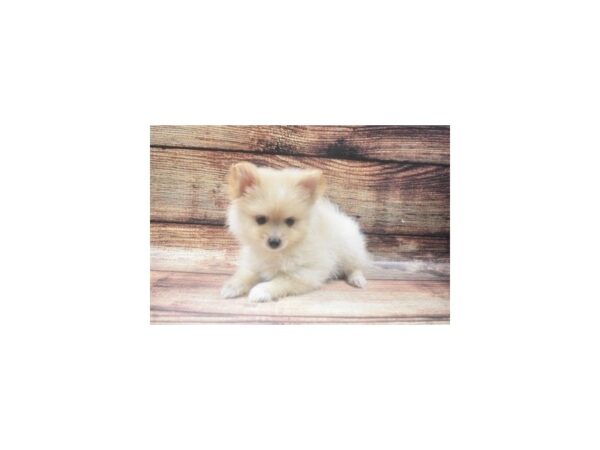 Pomeranian-DOG-Male-Cream-22605-Petland Scottsdale, Arizona