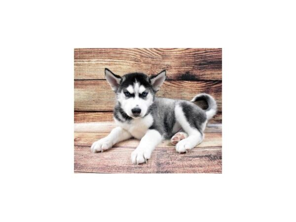 Siberian Husky-DOG-Male-Black Grey and White-22608-Petland Scottsdale, Arizona