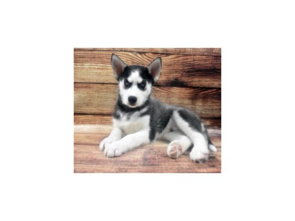 Siberian Husky-DOG-Male-Black Grey and White-22609-Petland Scottsdale, Arizona