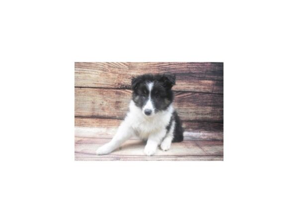 Shetland Sheepdog-DOG-Male-Black White and Tan-22611-Petland Scottsdale, Arizona