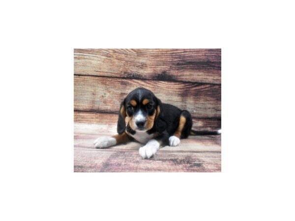 Beagle/Cavalier King Charles Spaniel-DOG-Male-Black White and Red-22606-Petland Scottsdale, Arizona