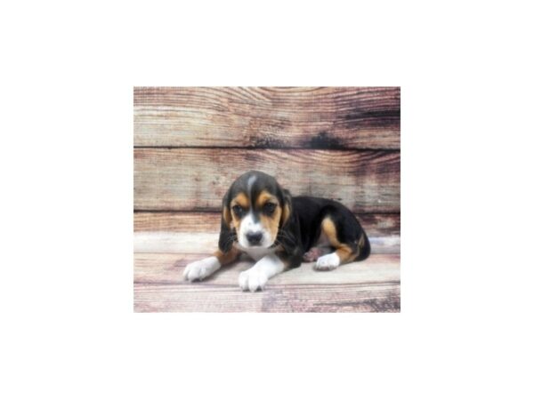 Beagle/Cavalier King Charles Spaniel-DOG-Male-Black White and Red-22607-Petland Scottsdale, Arizona