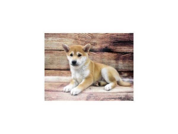 Shiba Inu-DOG-Male-Red-22612-Petland Scottsdale, Arizona