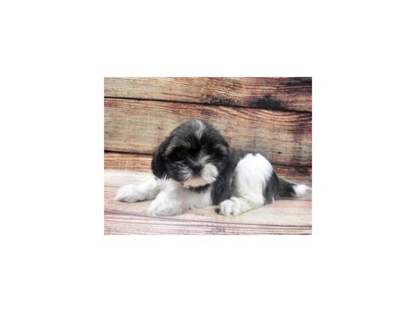 Shih Tzu-DOG-Female-Brindle and White-22613-Petland Scottsdale, Arizona