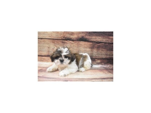 Shih Tzu-DOG-Male-Gold and White-22614-Petland Scottsdale, Arizona