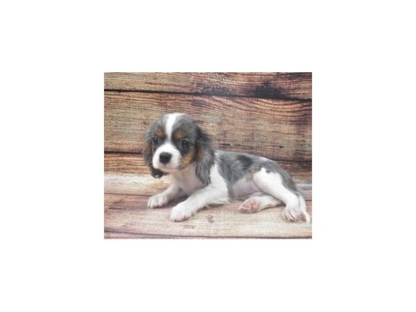 Cavalier King Charles Spaniel-DOG-Male-Black and White-22616-Petland Scottsdale, Arizona