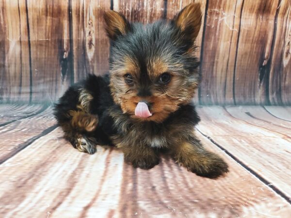 Yorkshire Terrier-DOG-Female-Black / Tan-22629-Petland Scottsdale, Arizona
