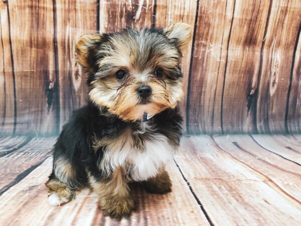 Yorkshire Terrier-DOG-Male-Black / Tan-22630-Petland Scottsdale, Arizona