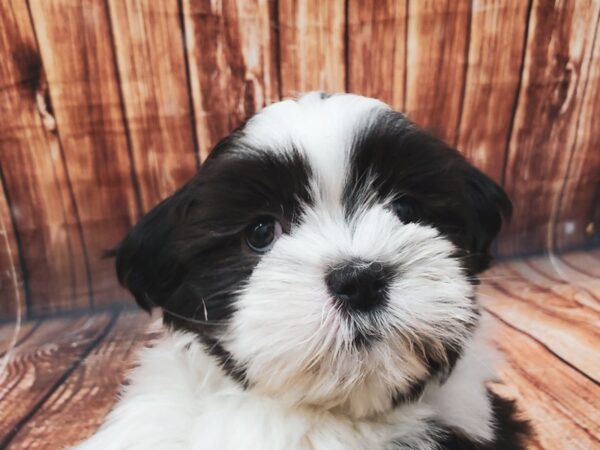 Shih Tzu-DOG-Male-White / Black Sable-22628-Petland Scottsdale, Arizona