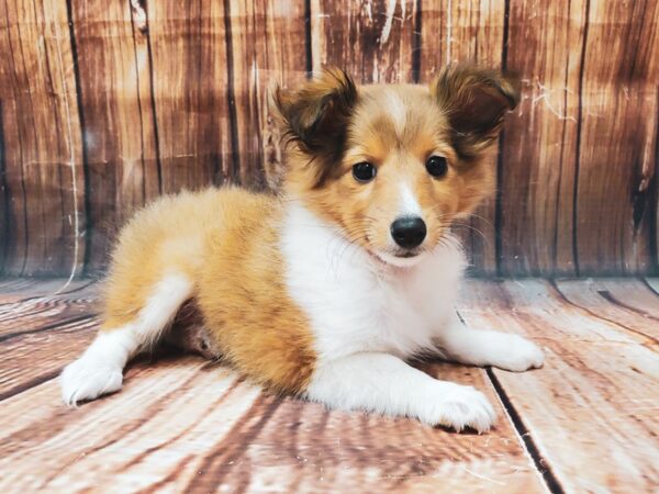 Shetland Sheepdog-DOG-Female-Sable / White-22627-Petland Scottsdale, Arizona