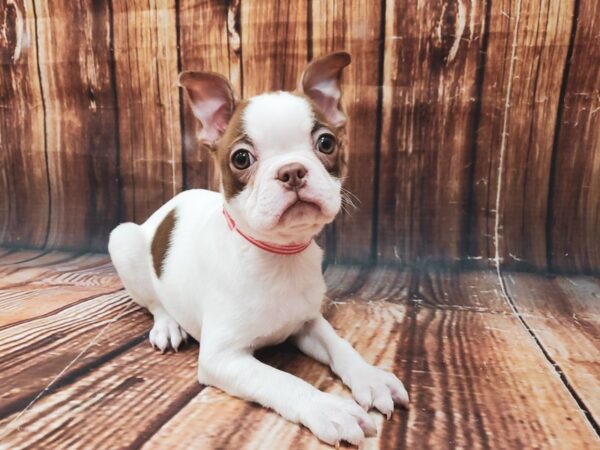 Boston Terrier-DOG-Female-White / Red-22626-Petland Scottsdale, Arizona