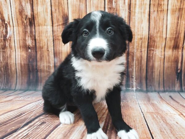 Border Collie-DOG-Female-Black-22625-Petland Scottsdale, Arizona