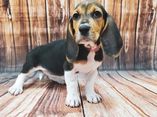 Basset Hound-DOG-Female-Black White / Tan-22624-Petland Scottsdale, Arizona