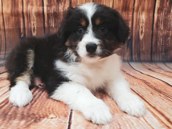 Australian Shepherd-DOG-Female-Black-22622-Petland Scottsdale, Arizona