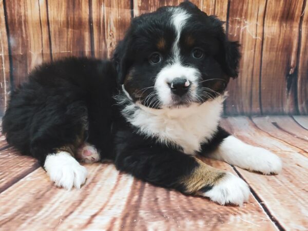 Australian Shepherd-DOG-Male-Black-22623-Petland Scottsdale, Arizona
