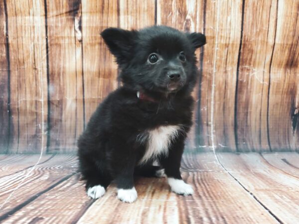 Mix-DOG-Female-Black-22621-Petland Scottsdale, Arizona