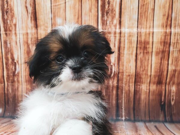 Pomeranian/Shih Tzu-DOG-Male-Gold / White-22620-Petland Scottsdale, Arizona