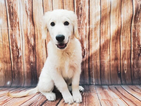 Golden Retriever-DOG-Male-White-22631-Petland Scottsdale, Arizona