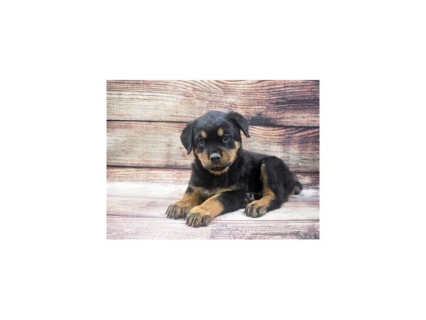 Rottweiler-DOG-Female-Black and Mahogany-22638-Petland Scottsdale, Arizona