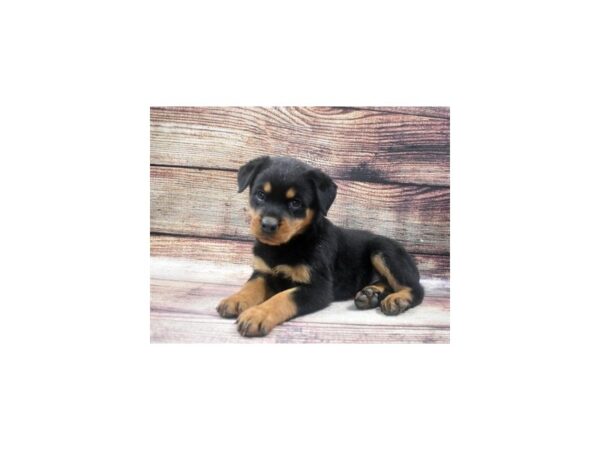 Rottweiler-DOG-Female-Black and Mahogany-22639-Petland Scottsdale, Arizona