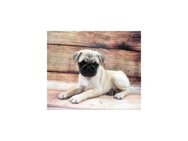 Pug-DOG-Male-Fawn-22636-Petland Scottsdale, Arizona