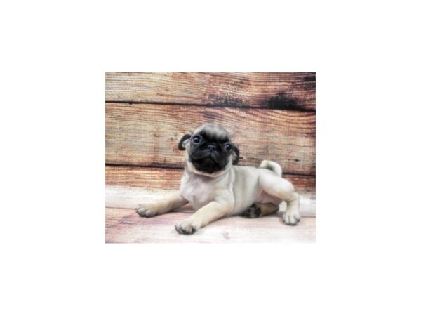 Pug-DOG-Male-Fawn-22637-Petland Scottsdale, Arizona