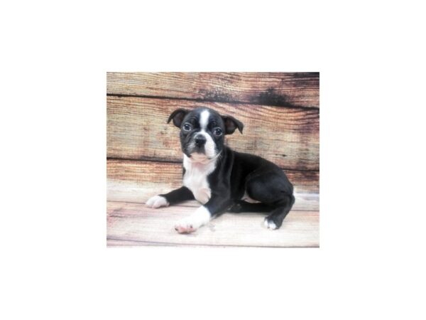 Boston Terrier-DOG-Male-Black and White-22632-Petland Scottsdale, Arizona
