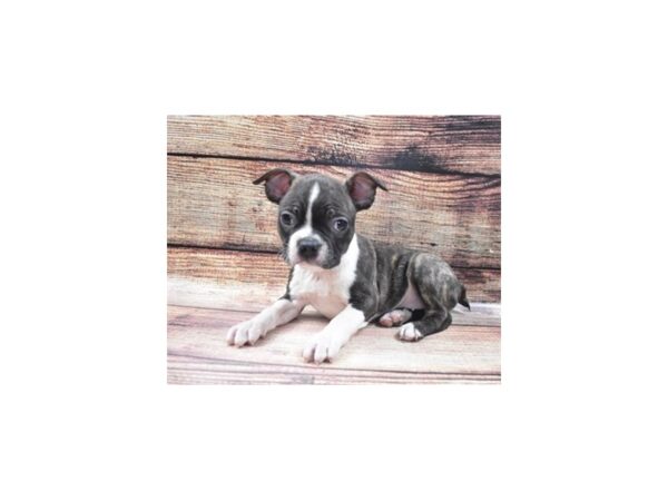 Boston Terrier-DOG-Female-Brindle and White-22633-Petland Scottsdale, Arizona