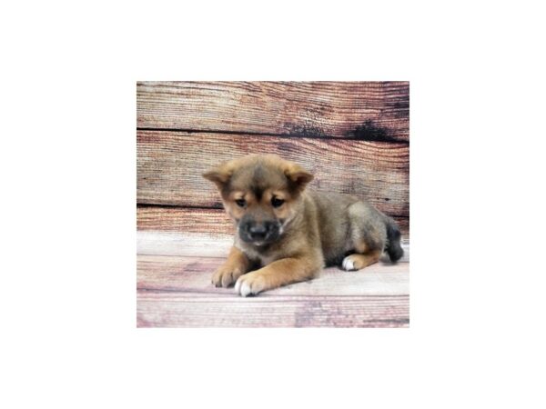 Shiba Inu-DOG-Male-Red Sesame-22641-Petland Scottsdale, Arizona