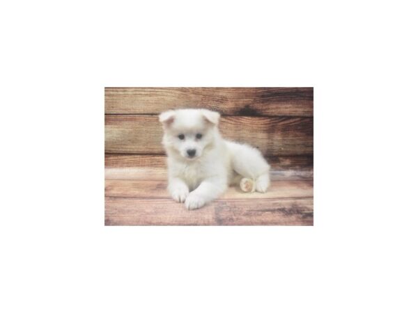 American Eskimo Dog-DOG-Male-White-22644-Petland Scottsdale, Arizona