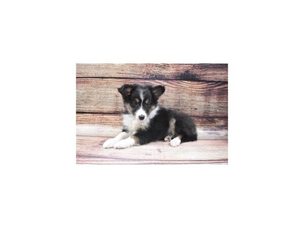 Shetland Sheepdog-DOG-Male-Black and White-22640-Petland Scottsdale, Arizona