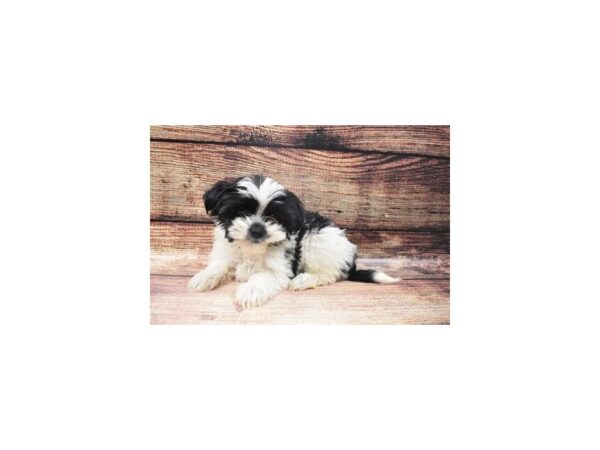 Shih Tzu/Yorkshire Terrier-DOG-Female-Black and White-22635-Petland Scottsdale, Arizona