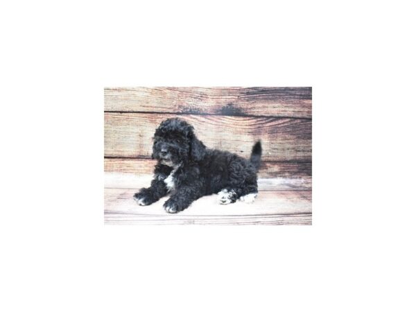 Bichon Frise/Poodle-DOG-Female-Black-22634-Petland Scottsdale, Arizona