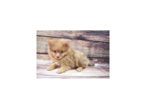Pomeranian-DOG-Male-Orange-22643-Petland Scottsdale, Arizona