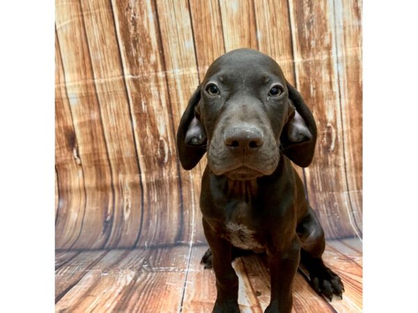 German Shorthair Pointer-DOG-Male--22663-Petland Scottsdale, Arizona