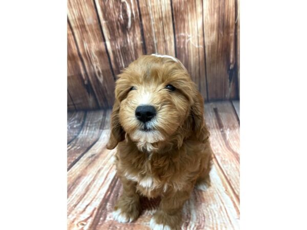 F1 Mini Golden Doodle-DOG-Female-Red-22662-Petland Scottsdale, Arizona