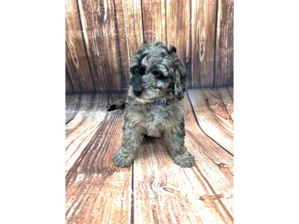 F1B Mini Goldendoodle-DOG-Male-Blue Merle-22661-Petland Scottsdale, Arizona