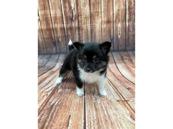 Pomeranian/Shetland Sheepdog-DOG-Female-Black White / Tan-22660-Petland Scottsdale, Arizona