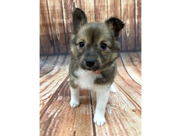 Pomeranian/Shetland Sheepdog-DOG-Female-Sable / White-22659-Petland Scottsdale, Arizona