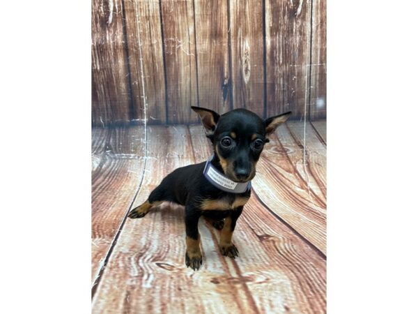 Dachshund/Miniature Pinscher-DOG-Male-Black / Tan-22658-Petland Scottsdale, Arizona